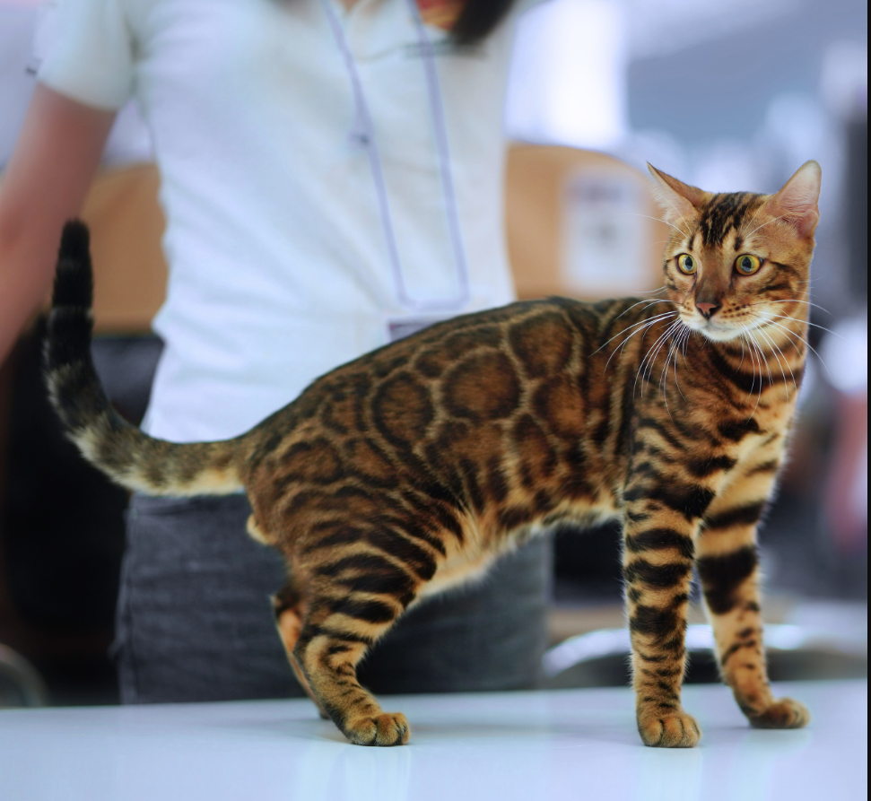 CH. JKBENGAL ELESE OF YCATTERY